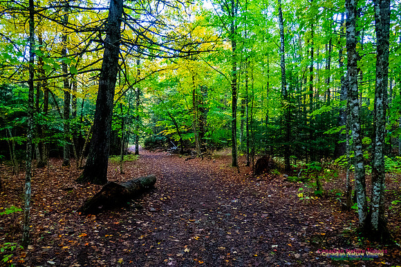 Fall Colours 2020-26