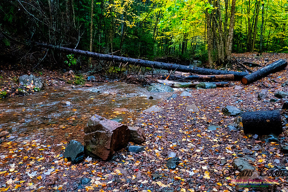 Fall Colours 2020-27