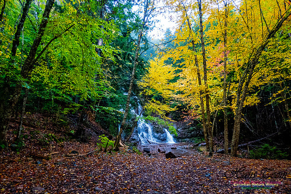 Fall Colours 2020-28