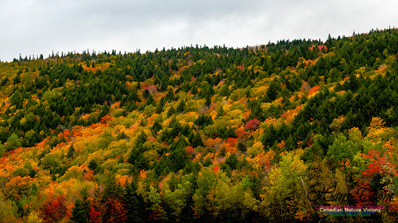 Fall Colours 2020-29
