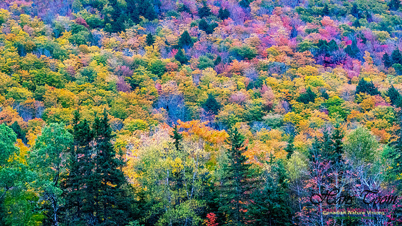 Fall Colours 2020-30