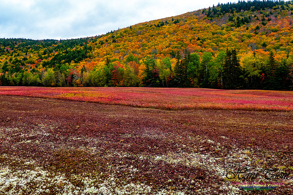 Fall Colours 2020-31