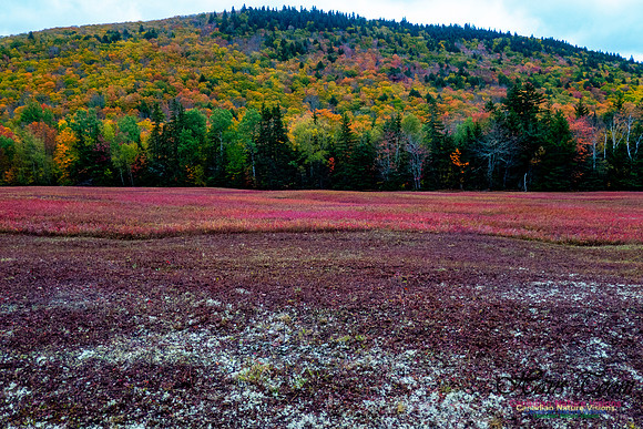Fall Colours 2020-32
