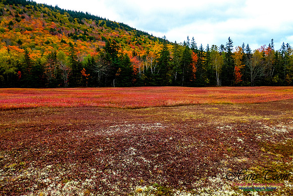 Fall Colours 2020-33