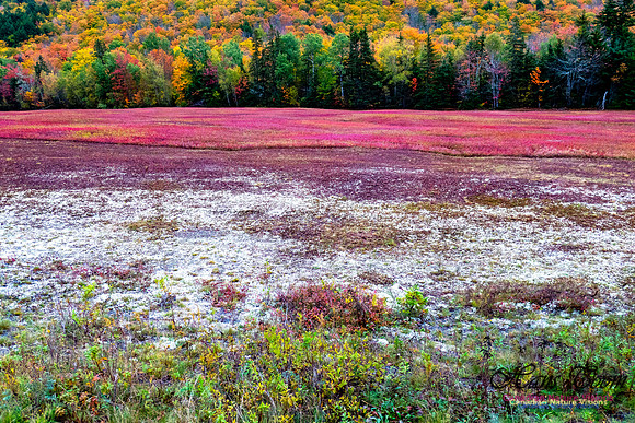 Fall Colours 2020-34