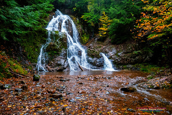 Wentworth Falls Fall Colours 101