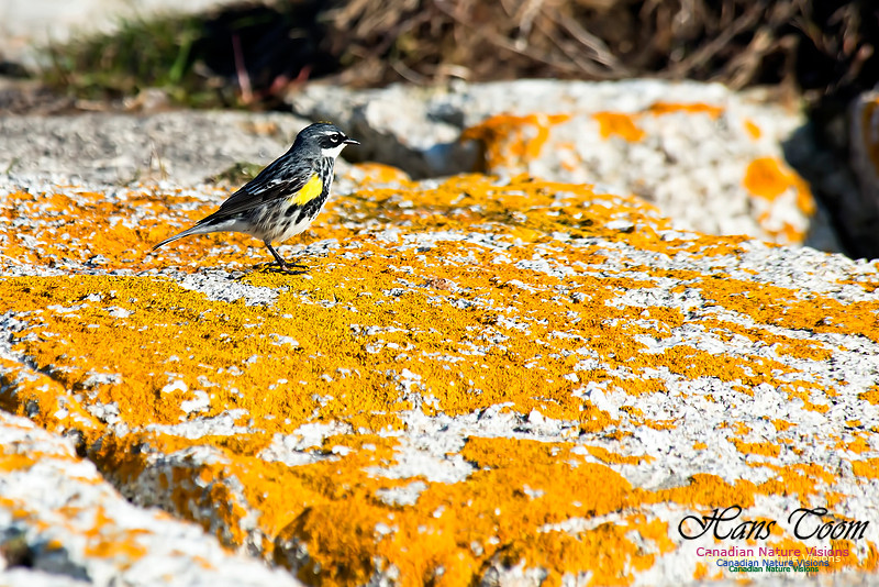 Yellow-rumped Warbler