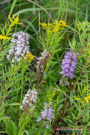 Large Purple Fringed Orchid