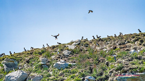 Great Island Puffins 110
