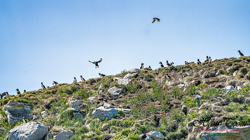 Great Island Puffins 110