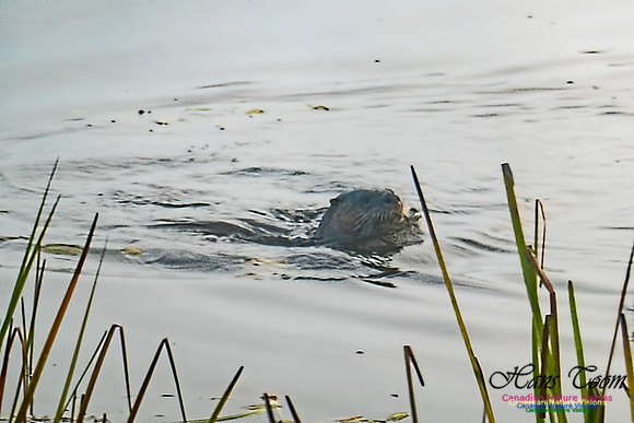 River Otter 1