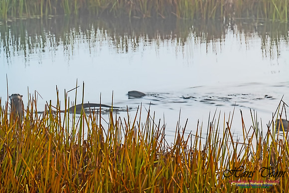 River Otter 3