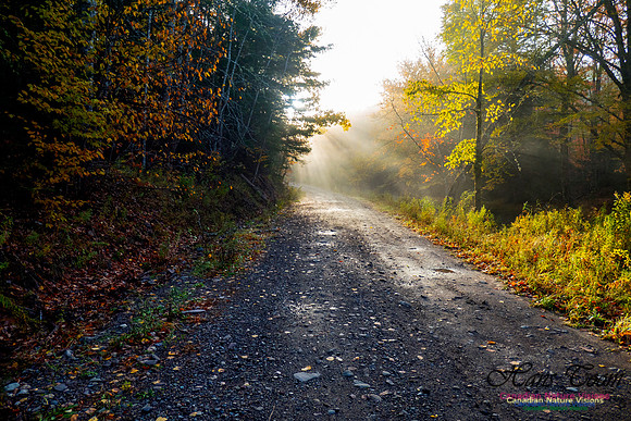 Morning Fog 2