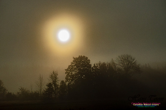 Morning Fog 3
