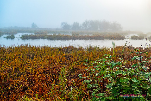 Morning Fog 6
