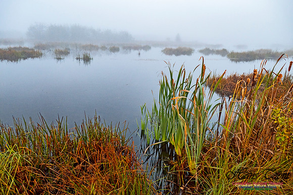 Morning Fog 8