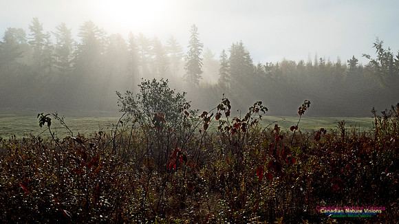 Morning Fog 10
