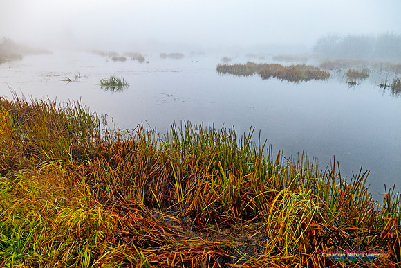 Morning Fog 9