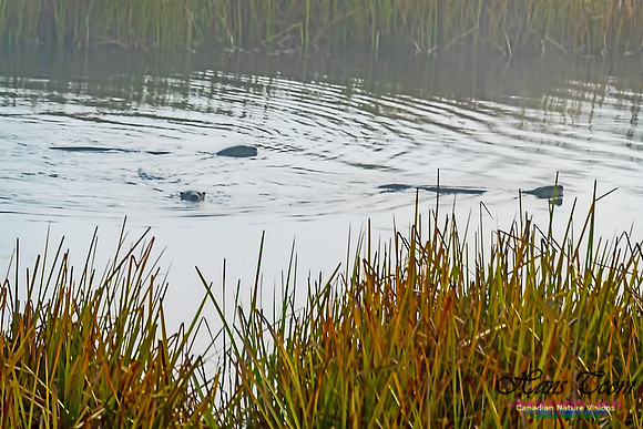 River Otter 2