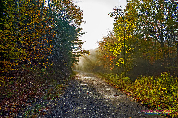 Morning Fog 1
