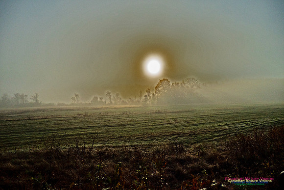Morning Fog 4