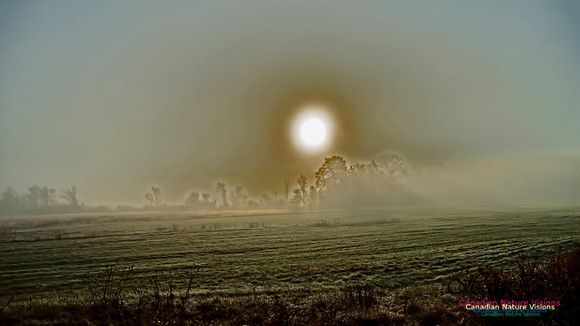 Morning Fog 5