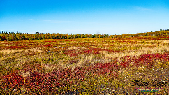 More Fall Colours 3