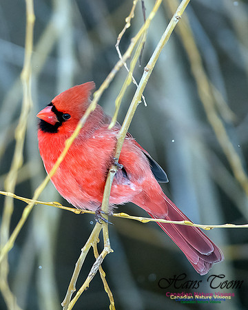 Northern Cardinal 101