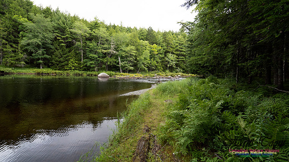 Woodland Walk Along Mersey River 113