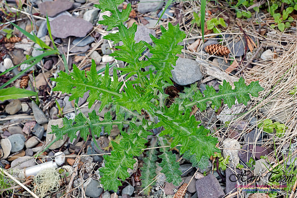 Swamp Thistle