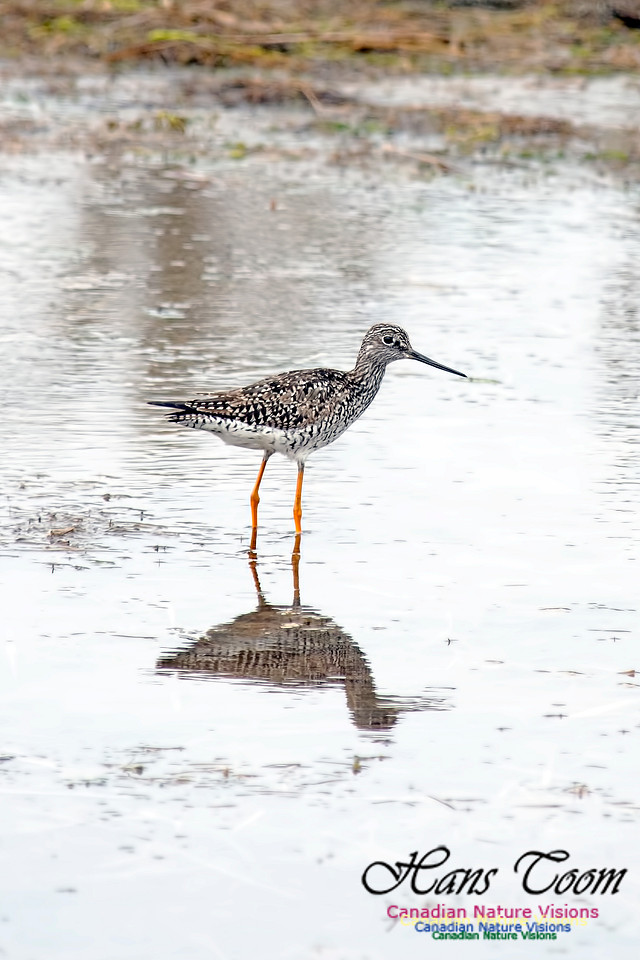 Greater Yellowlegs