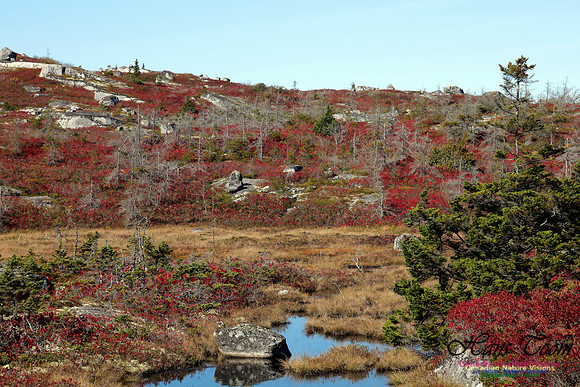 CoastalBarrensFall2016-1015