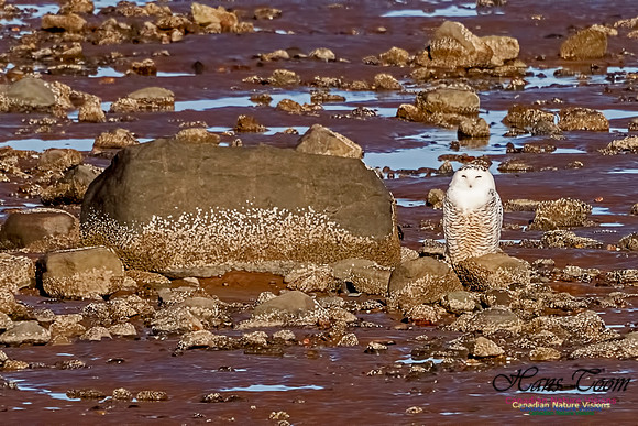 Snowy Owl 101