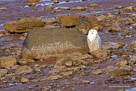 Snowy Owl 100