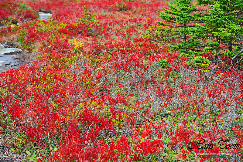 Fall Colours on the Barrens 100