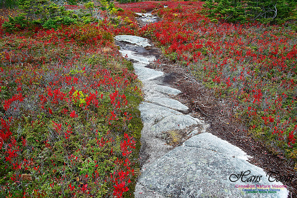 Fall Colours on the Barrens 101