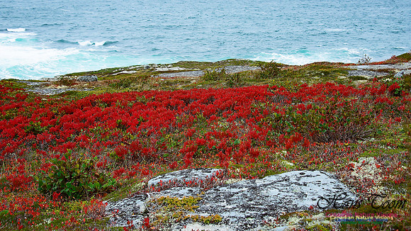 Fall Colours on the Barrens 102
