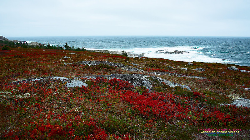 Fall Colours on the Barrens 104
