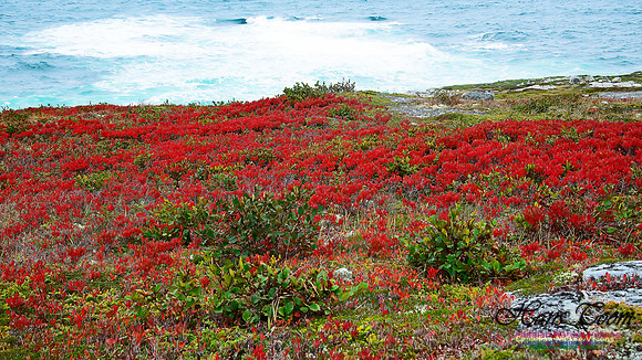 Fall Colours on the Barrens 103