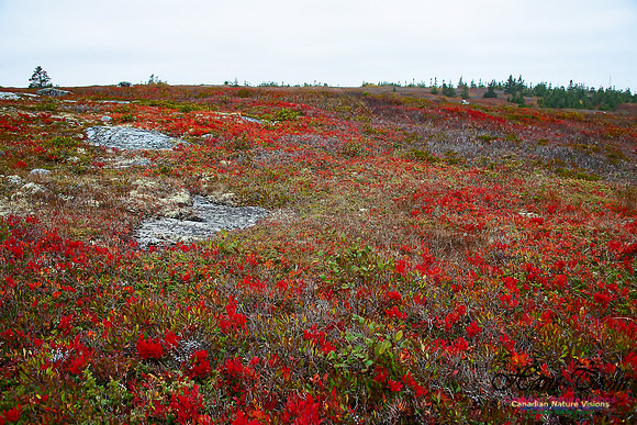 Fall Colours on the Barrens 105