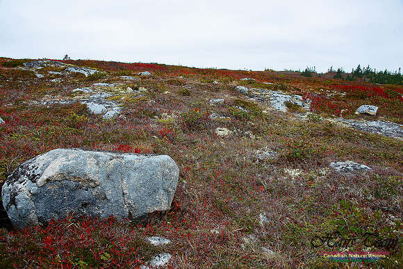 Fall Colours on the Barrens 106