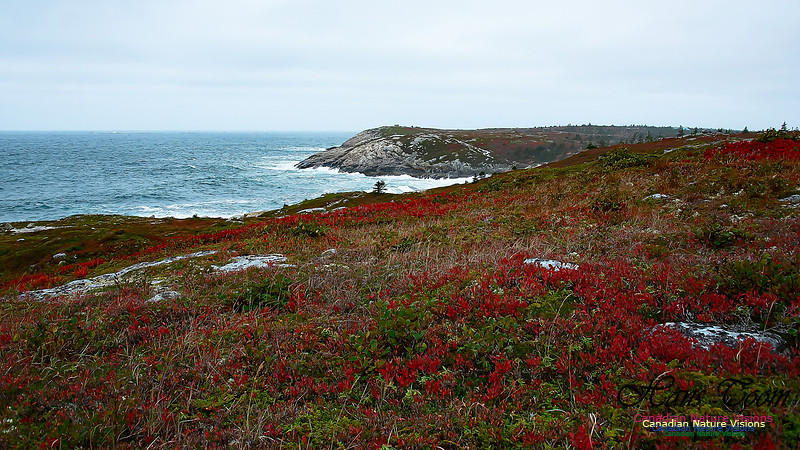 Fall Colours on the Barrens 107