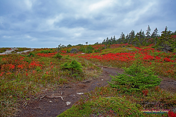 Fall Colours on the Barrens 111