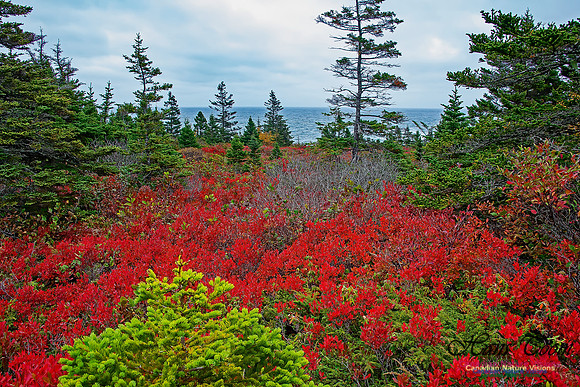 Fall Colours on the Barrens 113
