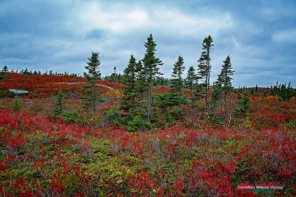 Fall Colours on the Barrens 114