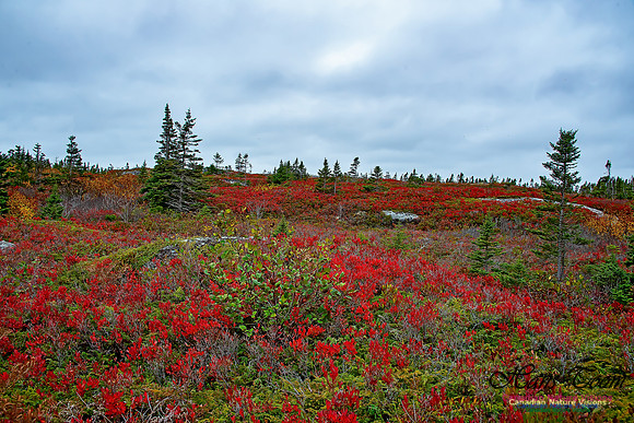 Fall Colours on the Barrens 115