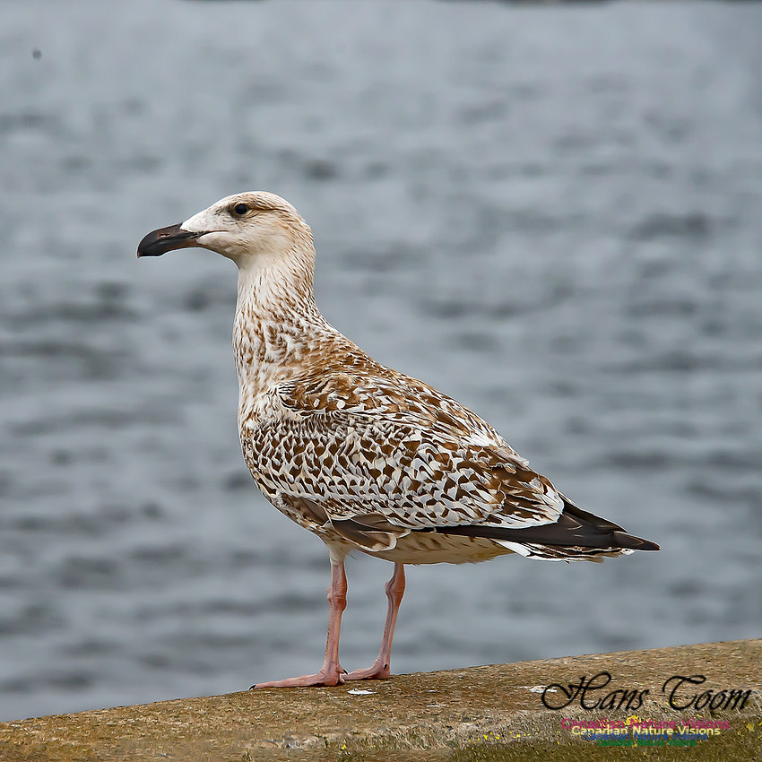 Great Black-backed Gull 200