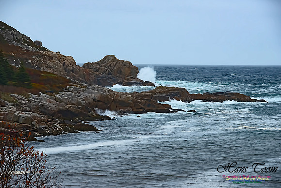 Chebucto Head 100