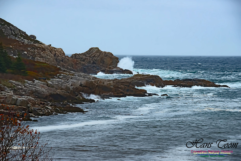 Chebucto Head 100