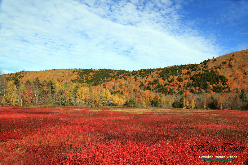 Maple Forest Fall Colours 2016